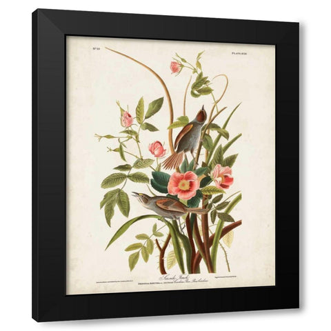 Pl 93 Seaside Finch Black Modern Wood Framed Art Print by Audubon, John James