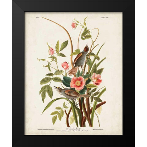 Pl 93 Seaside Finch Black Modern Wood Framed Art Print by Audubon, John James