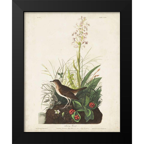 Pl 164 Tawny Thrush Black Modern Wood Framed Art Print by Audubon, John James