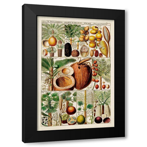 Palm Tree Chart Black Modern Wood Framed Art Print with Double Matting by Vision Studio