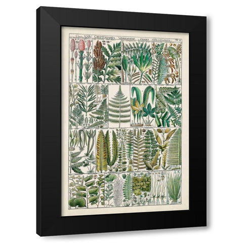 Fern Chart Black Modern Wood Framed Art Print with Double Matting by Vision Studio