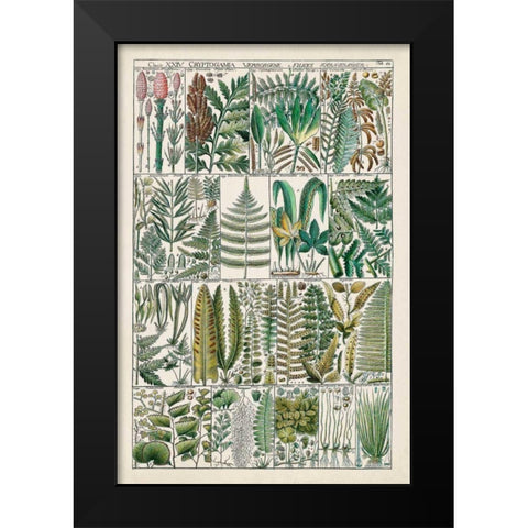 Fern Chart Black Modern Wood Framed Art Print by Vision Studio