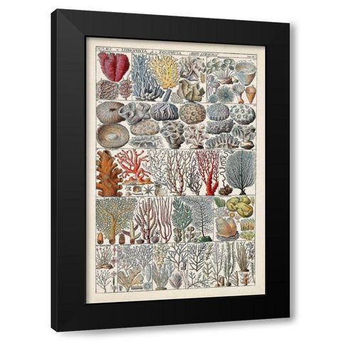 Coral Chart Black Modern Wood Framed Art Print with Double Matting by Vision Studio