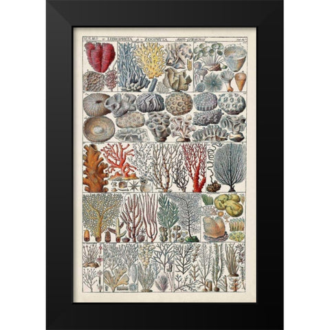 Coral Chart Black Modern Wood Framed Art Print by Vision Studio