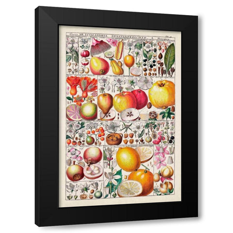 Fruit Chart Black Modern Wood Framed Art Print by Vision Studio
