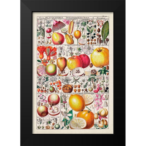 Fruit Chart Black Modern Wood Framed Art Print by Vision Studio
