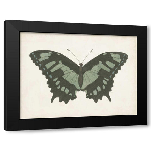 Beautiful Butterfly II Black Modern Wood Framed Art Print with Double Matting by Vision Studio