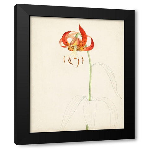 Watercolor Botanical Sketches I Black Modern Wood Framed Art Print by Unknown