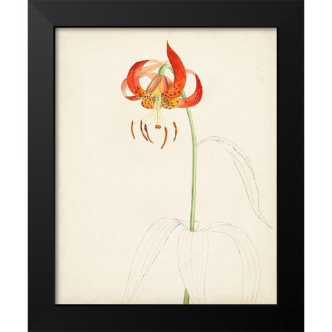 Watercolor Botanical Sketches I Black Modern Wood Framed Art Print by Unknown