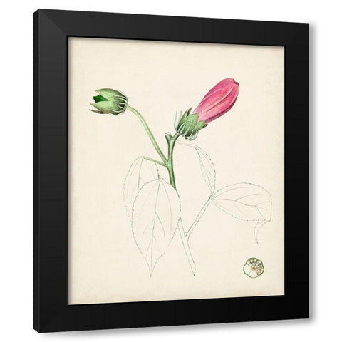 Watercolor Botanical Sketches IV Black Modern Wood Framed Art Print by Unknown
