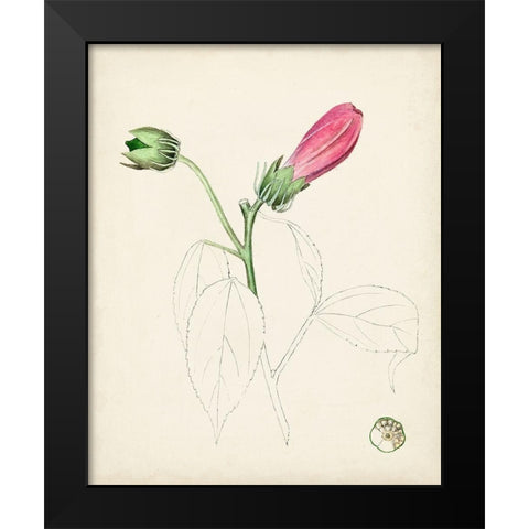 Watercolor Botanical Sketches IV Black Modern Wood Framed Art Print by Unknown