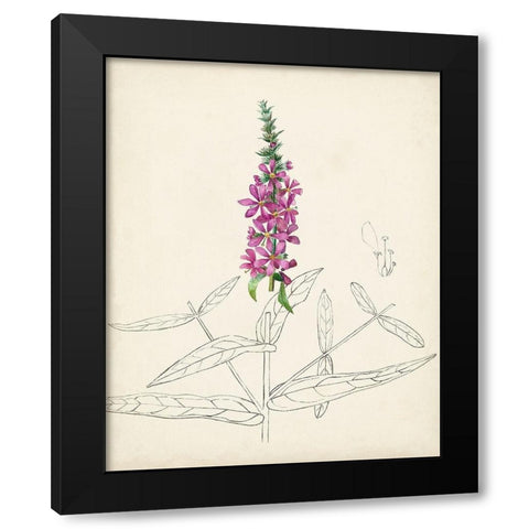 Watercolor Botanical Sketches V Black Modern Wood Framed Art Print by Unknown