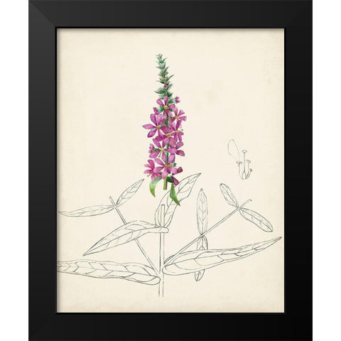 Watercolor Botanical Sketches V Black Modern Wood Framed Art Print by Unknown