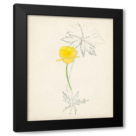 Watercolor Botanical Sketches VII Black Modern Wood Framed Art Print by Unknown