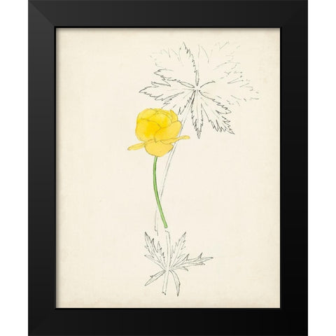 Watercolor Botanical Sketches VII Black Modern Wood Framed Art Print by Unknown