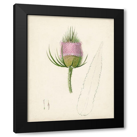Watercolor Botanical Sketches VIII Black Modern Wood Framed Art Print with Double Matting by Unknown