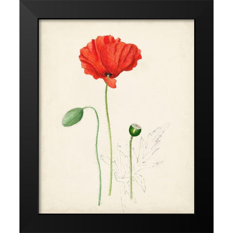 Watercolor Botanical Sketches IX Black Modern Wood Framed Art Print by Unknown