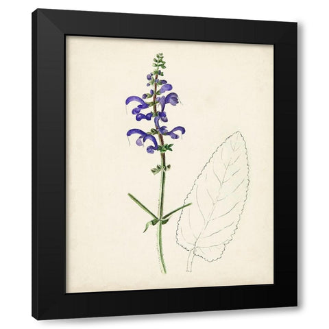 Watercolor Botanical Sketches X Black Modern Wood Framed Art Print by Unknown