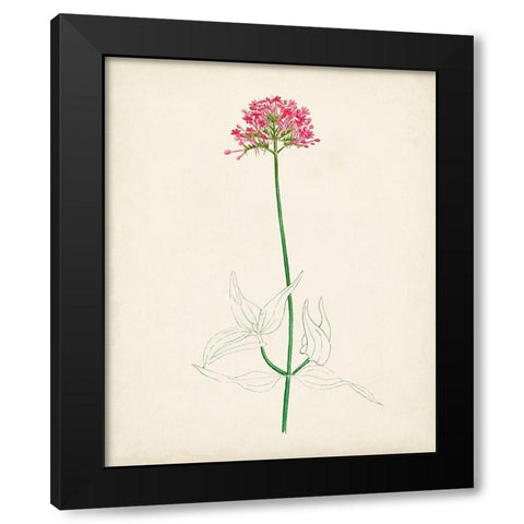 Watercolor Botanical Sketches XI Black Modern Wood Framed Art Print by Unknown