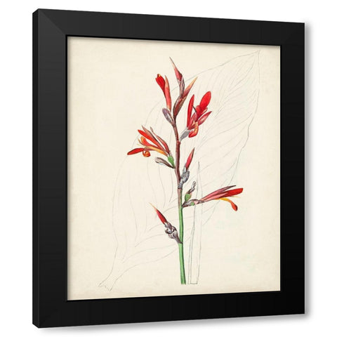Watercolor Botanical Sketches XII Black Modern Wood Framed Art Print by Unknown