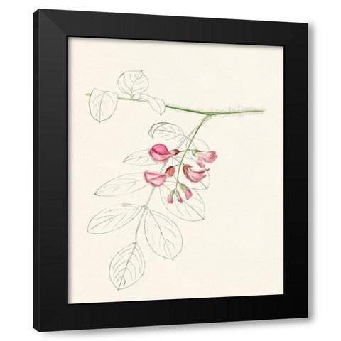 Watercolor Leaf Sketches I Black Modern Wood Framed Art Print by Unknown