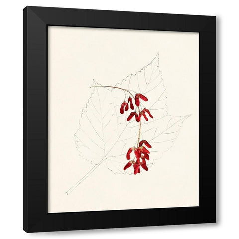 Watercolor Leaf Sketches II Black Modern Wood Framed Art Print with Double Matting by Unknown