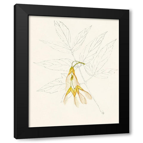 Watercolor Leaf Sketches III Black Modern Wood Framed Art Print by Unknown