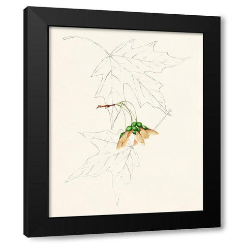 Watercolor Leaf Sketches IV Black Modern Wood Framed Art Print by Unknown