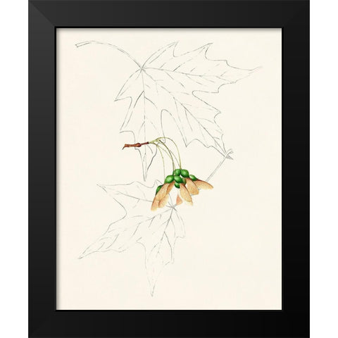 Watercolor Leaf Sketches IV Black Modern Wood Framed Art Print by Unknown