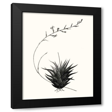 Graphic Succulents I Black Modern Wood Framed Art Print with Double Matting by Vision Studio