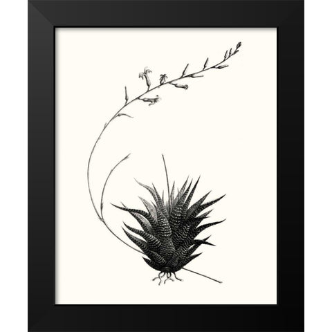 Graphic Succulents I Black Modern Wood Framed Art Print by Vision Studio