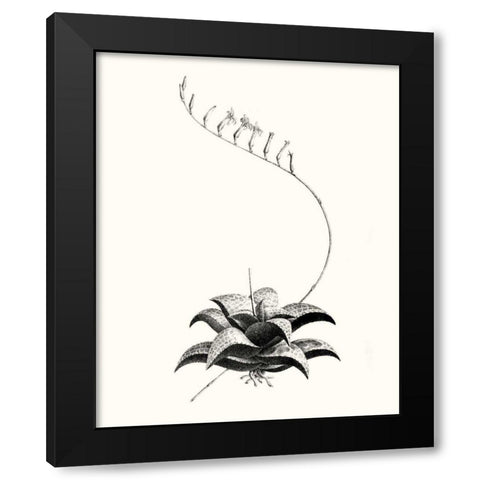 Graphic Succulents II Black Modern Wood Framed Art Print with Double Matting by Vision Studio