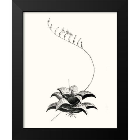 Graphic Succulents II Black Modern Wood Framed Art Print by Vision Studio