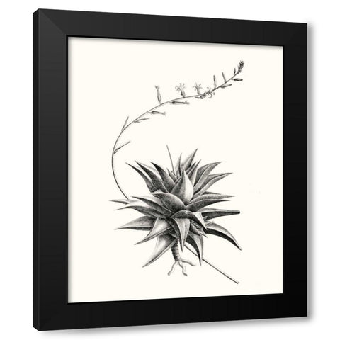 Graphic Succulents III Black Modern Wood Framed Art Print with Double Matting by Vision Studio