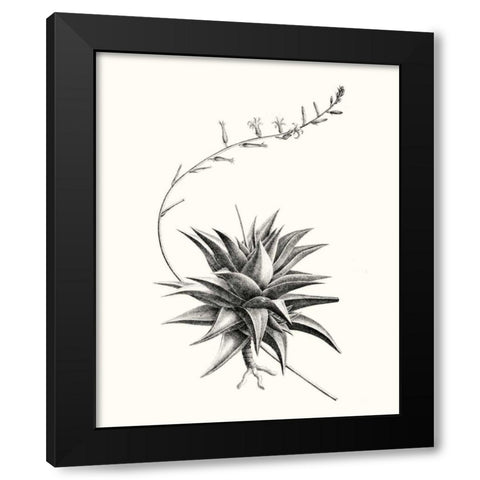 Graphic Succulents III Black Modern Wood Framed Art Print by Vision Studio