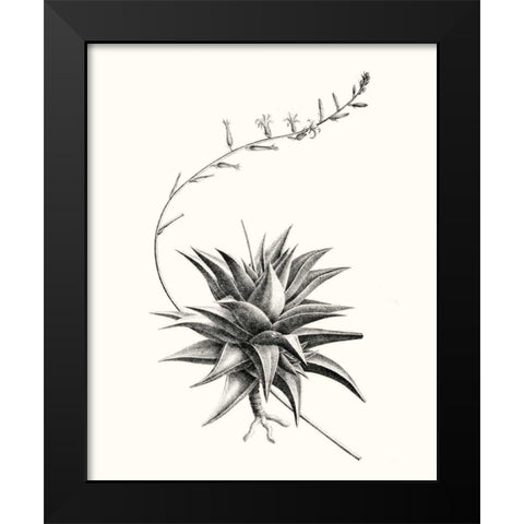 Graphic Succulents III Black Modern Wood Framed Art Print by Vision Studio