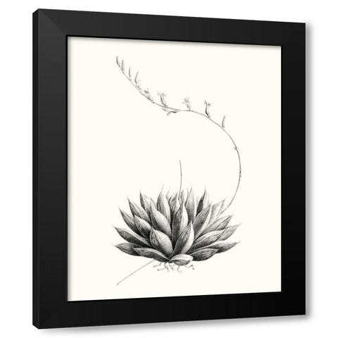 Graphic Succulents IV Black Modern Wood Framed Art Print with Double Matting by Vision Studio