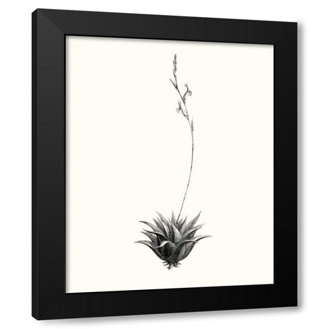 Graphic Succulents VI Black Modern Wood Framed Art Print by Vision Studio