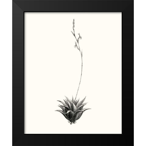 Graphic Succulents VI Black Modern Wood Framed Art Print by Vision Studio