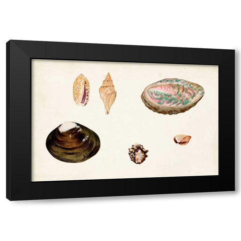Antique Shell Anthology VIII Black Modern Wood Framed Art Print with Double Matting by Vision Studio