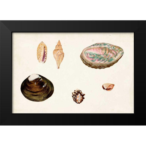 Antique Shell Anthology VIII Black Modern Wood Framed Art Print by Vision Studio