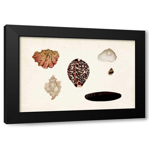 Antique Shell Anthology IX Black Modern Wood Framed Art Print by Vision Studio