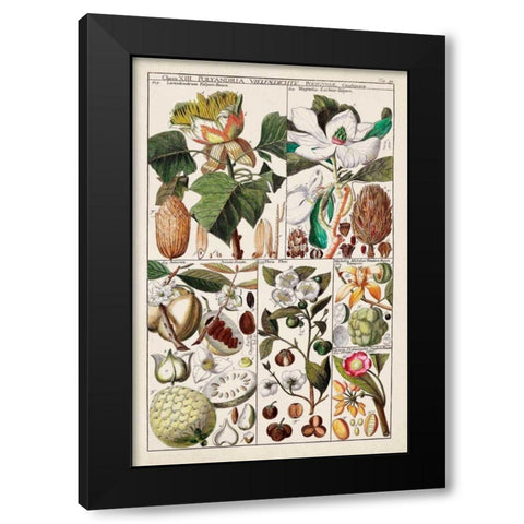 Magnolia Chart Black Modern Wood Framed Art Print by Unknown