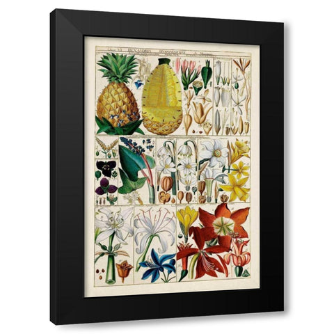 Pineapple Chart Black Modern Wood Framed Art Print with Double Matting by Unknown