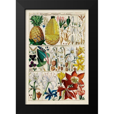 Pineapple Chart Black Modern Wood Framed Art Print by Unknown