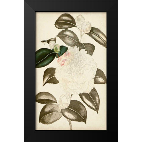 Silvery Botanicals II Black Modern Wood Framed Art Print by Vision Studio