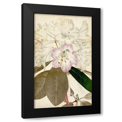 Silvery Botanicals IV Black Modern Wood Framed Art Print by Vision Studio