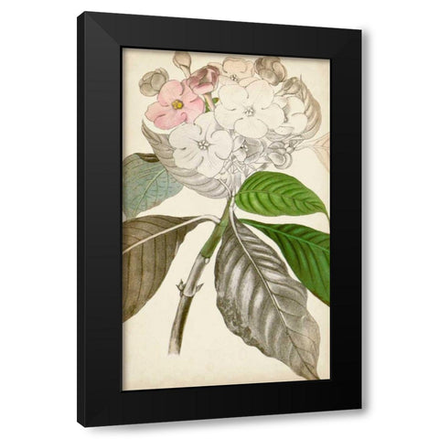 Silvery Botanicals V Black Modern Wood Framed Art Print with Double Matting by Vision Studio