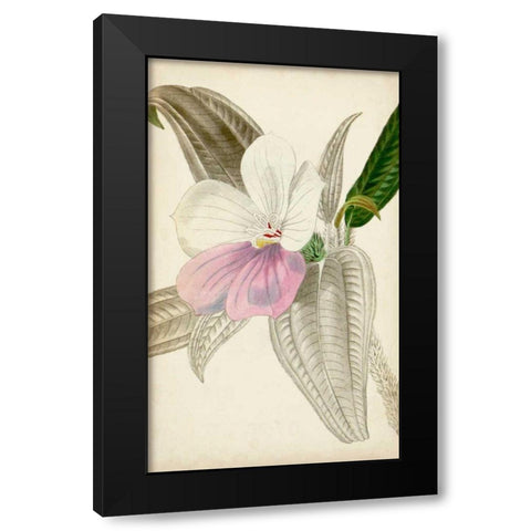 Silvery Botanicals VII Black Modern Wood Framed Art Print by Vision Studio