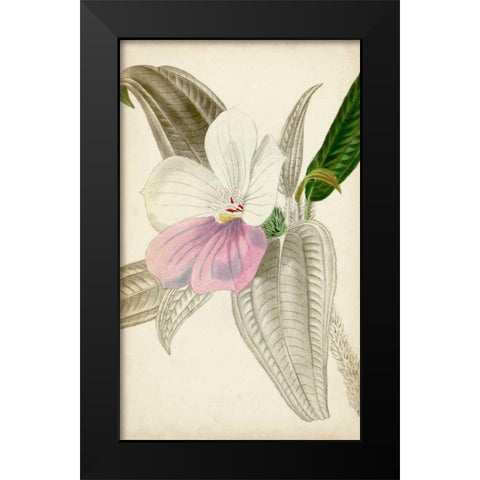 Silvery Botanicals VII Black Modern Wood Framed Art Print by Vision Studio